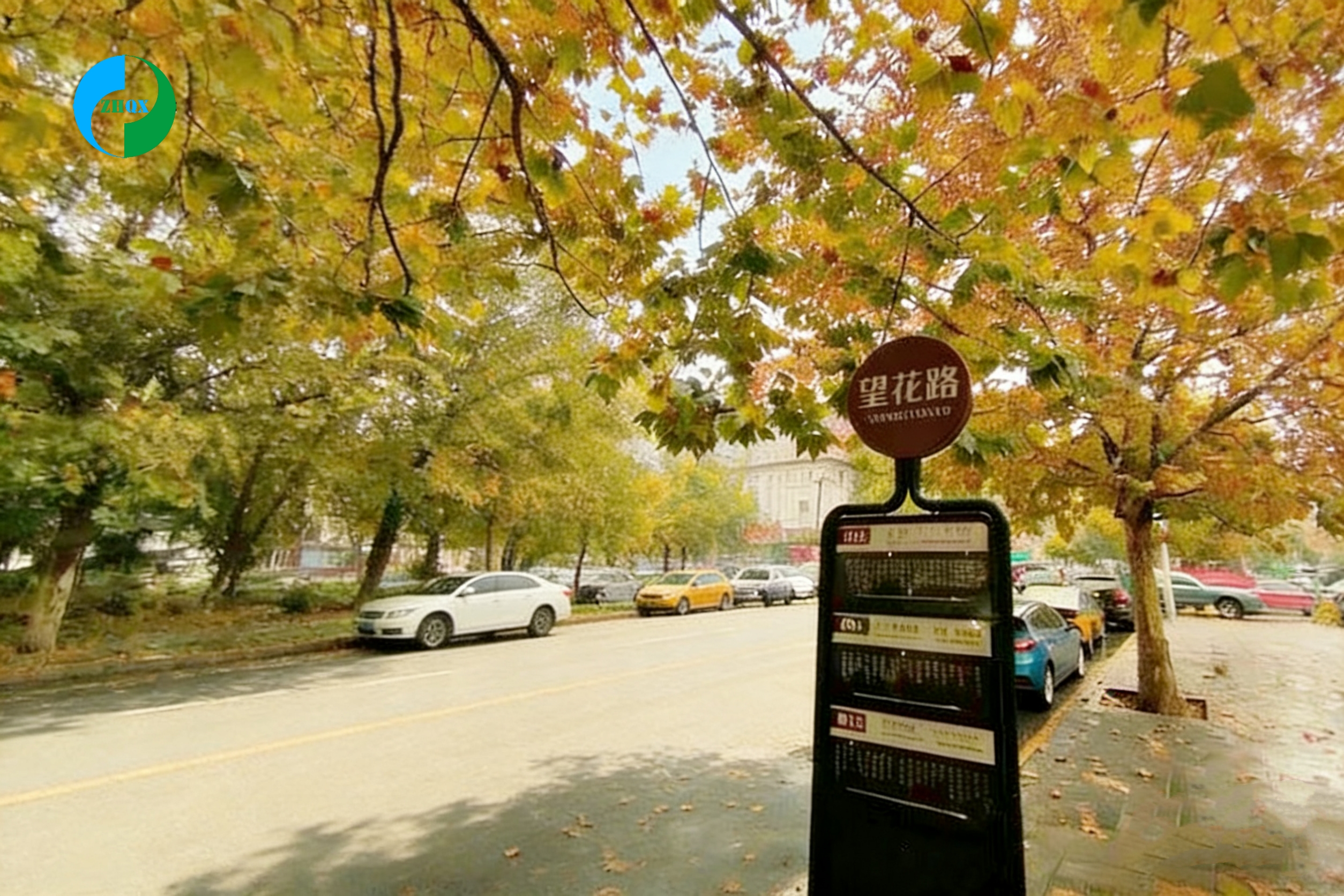 中环清新｜望花路梧桐成荫，二十二载厚道前行